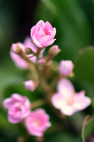 小さなピンク — ストック写真
