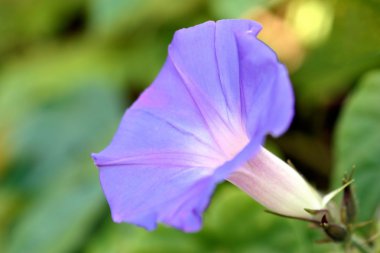 Purple Morning Glory clipart