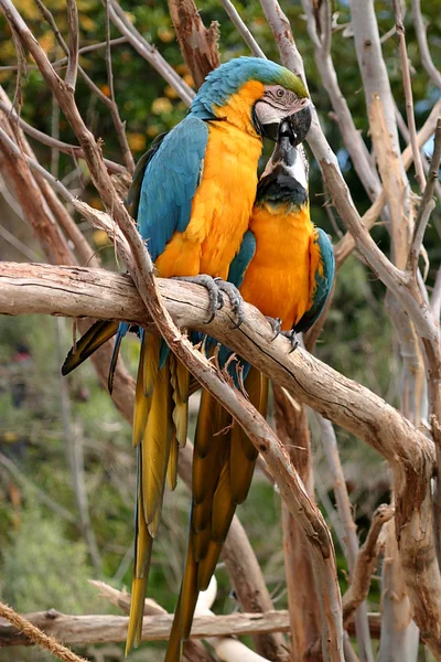 Синий и золотой ара — стоковое фото
