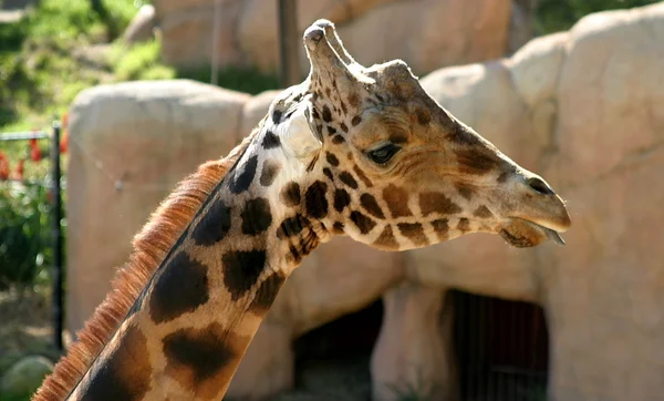 Баринго жираф — стоковое фото