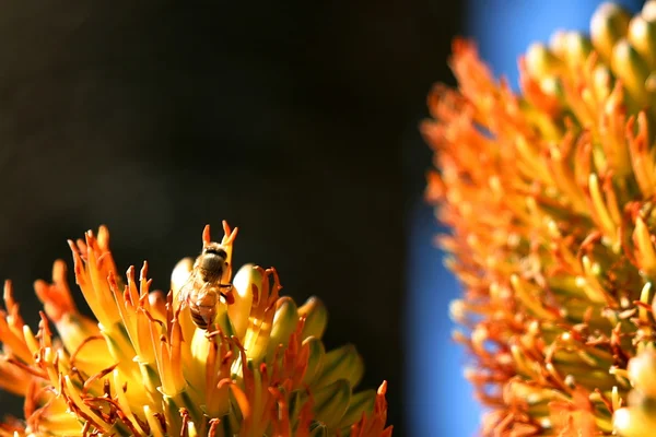 Бджола з темним тлом — стокове фото