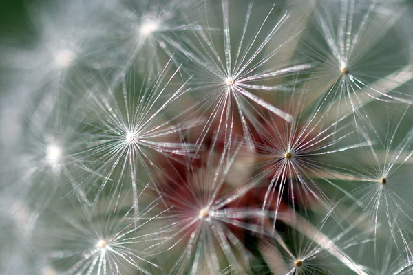 Testa di semi di tarassaco — Foto Stock