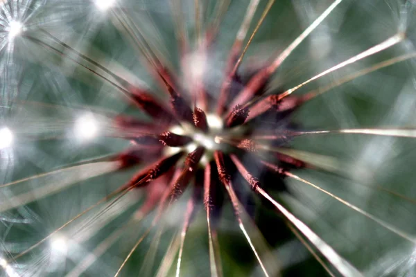 タンポポの種子の頭 — ストック写真