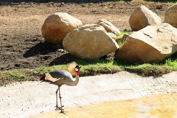 East African Crowned Crane — Stock Photo, Image