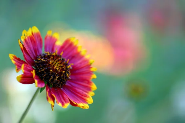 California Blanket Flower — Stock Photo, Image