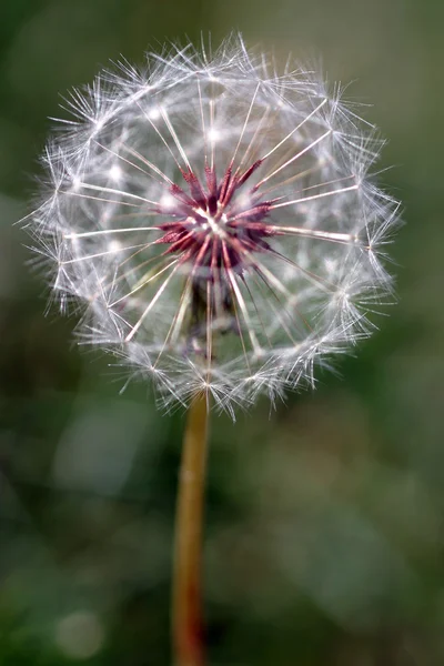 Dandelion Seed Head — Stock Photo, Image