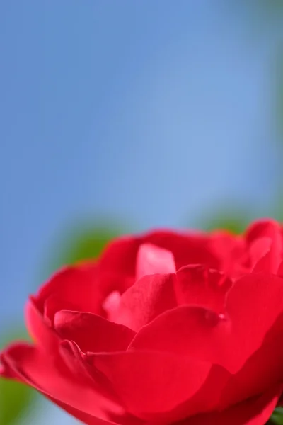 Κόκκινο τριαντάφυλλο μπλε ουρανό — Φωτογραφία Αρχείου