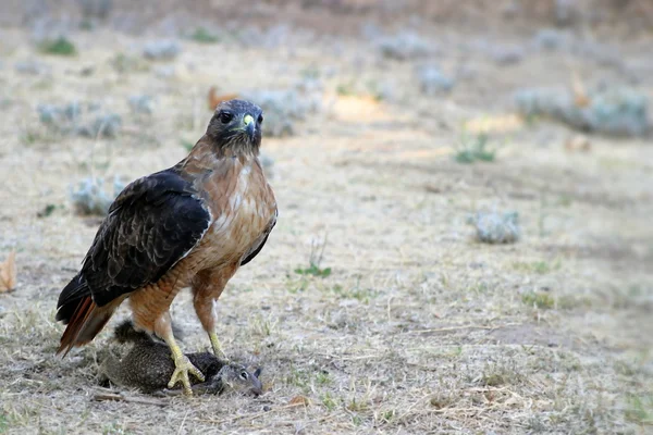 Czerwony tailed hawk złapać — Zdjęcie stockowe
