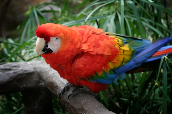Scarlet Macaw — Stock Photo, Image