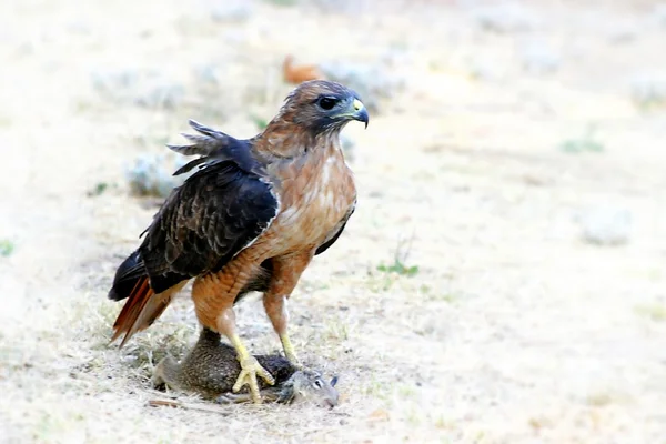 Hungry Red Tieled Hawk — стоковое фото
