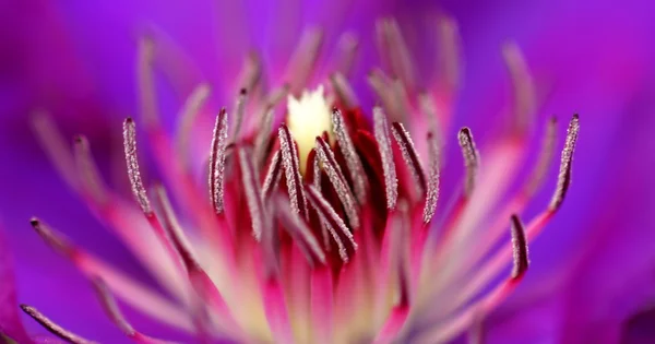 Inside of a flower — Stock Photo, Image