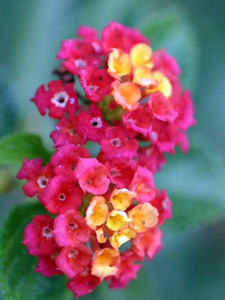 stock image Lantana