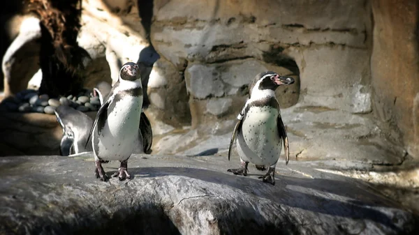 Humboldt เพนกวิน — ภาพถ่ายสต็อก