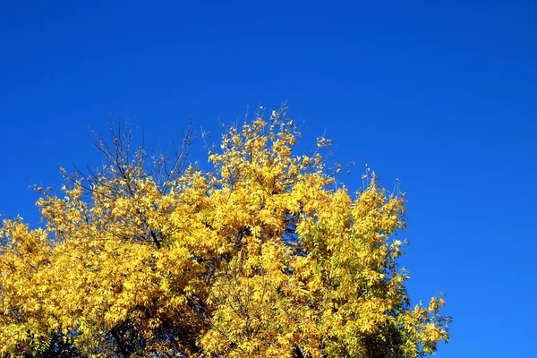 Arbre jaune d'automne — Photo