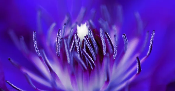 Dentro de uma flor — Fotografia de Stock