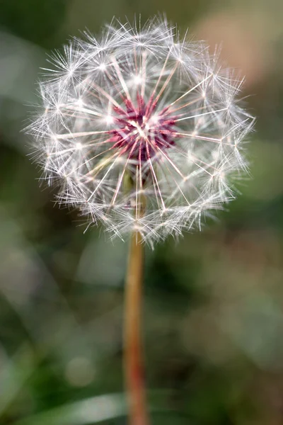 タンポポの種子の頭 — ストック写真