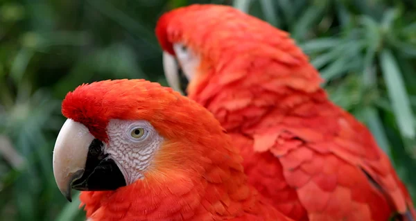 Scarlet Macaws — Stock Photo, Image