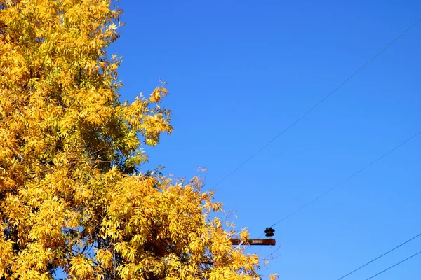Árbol amarillo otoño — Foto de Stock