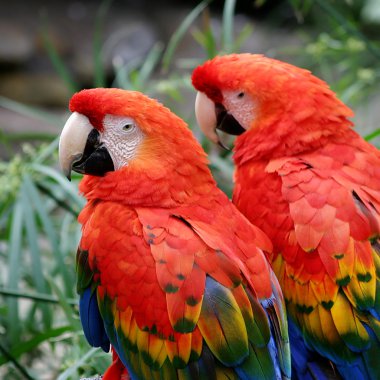 Scarlet Macaws clipart