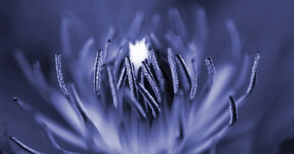 Dentro de una flor — Foto de Stock