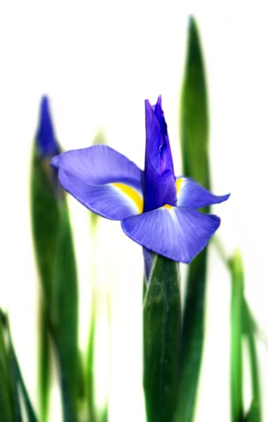 Iris — Stok fotoğraf