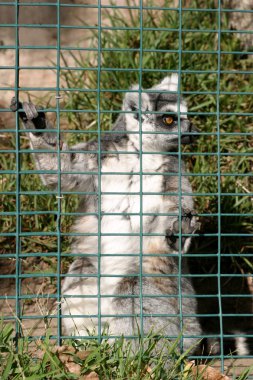 Ring Tailed Lemur clipart