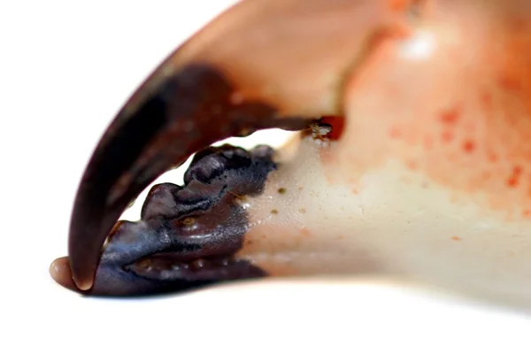 蟹挟み — ストック写真