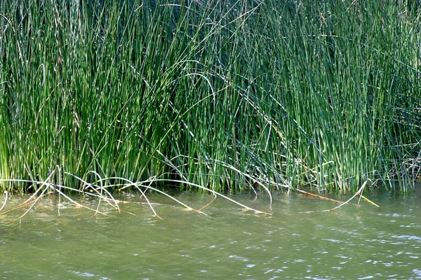 stock image Reed