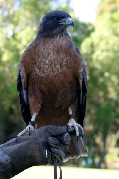 Falcão de cauda vermelha — Fotografia de Stock