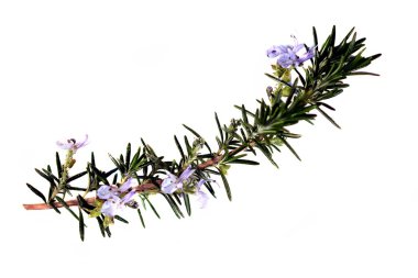 Biberiye