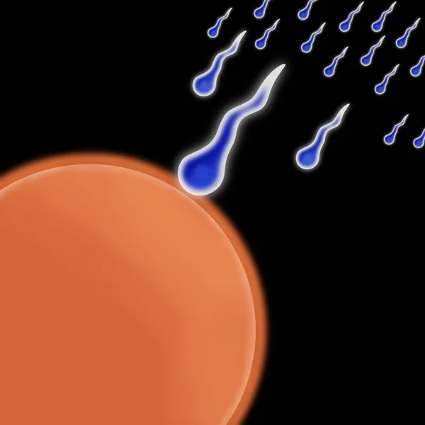Sperm yumurta — Stok fotoğraf