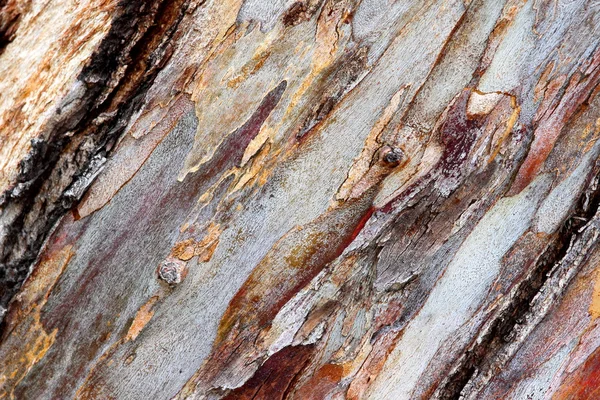 Schors eucalyptus — Stockfoto