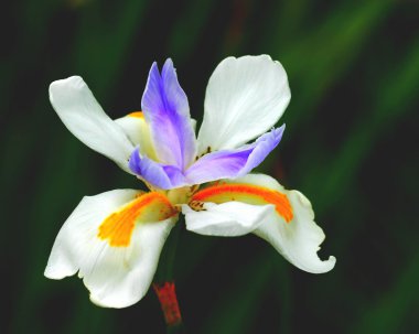 Iris vahşi peri