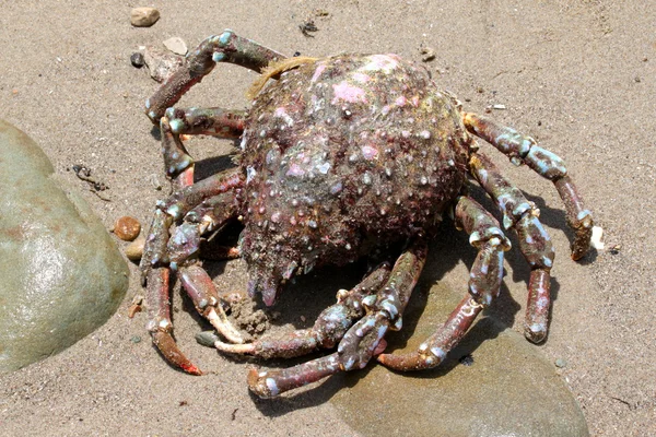 Crab Beach — Stock Photo, Image