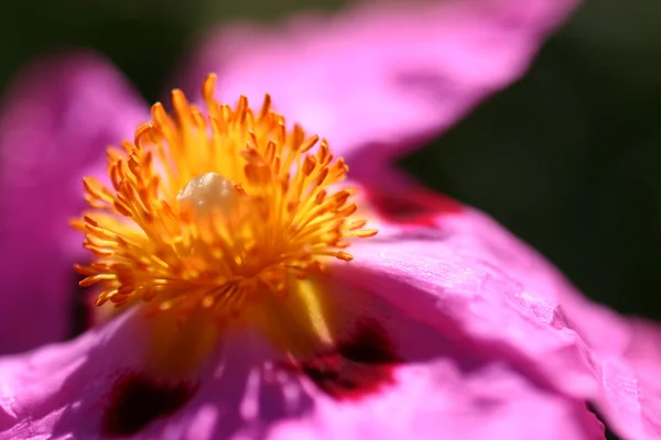 Pink Rockrose — Stock Photo, Image