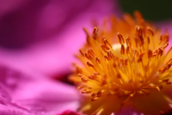 핑크 rockrose — 스톡 사진