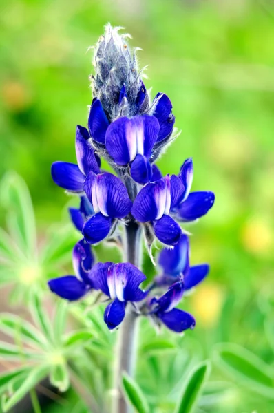 stock image Flower