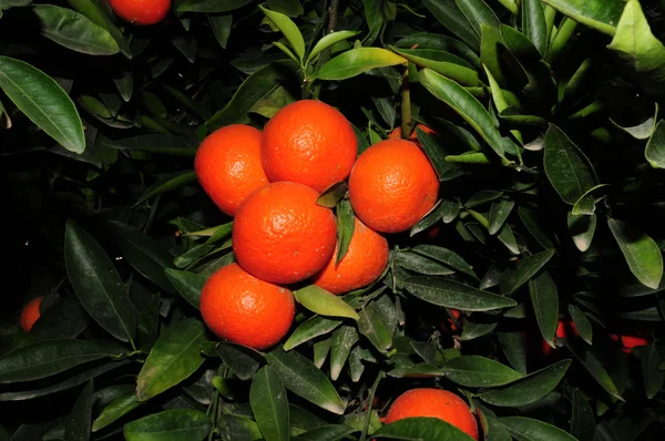 Tangerine tree — Stock Photo, Image