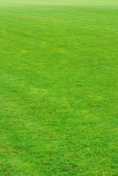 stock image Green grass