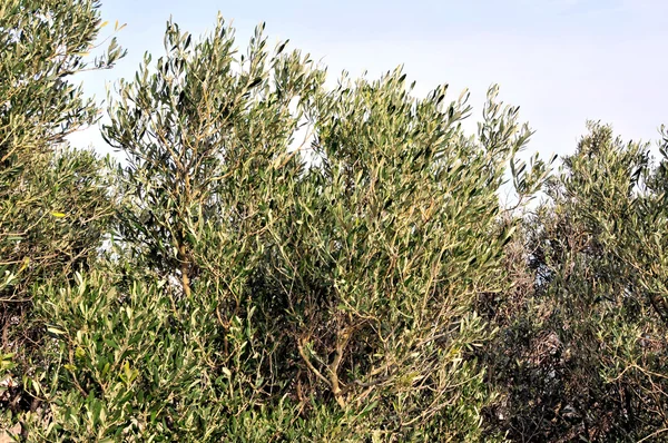 stock image Olive tree view