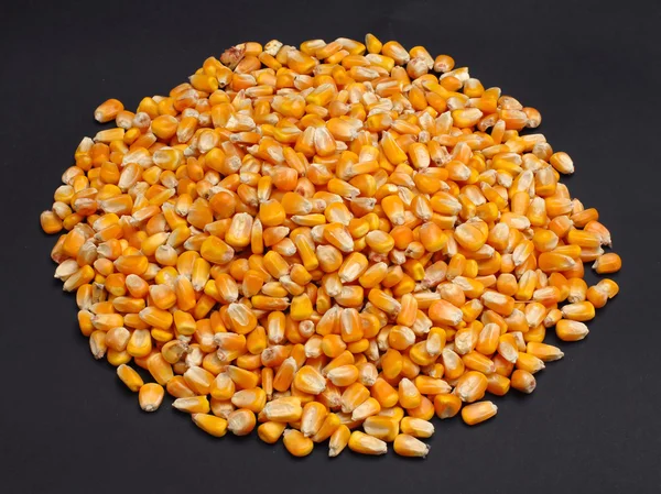 Кукуруза — стоковое фото