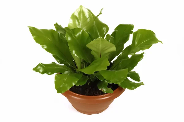 Plant — Stock Photo, Image