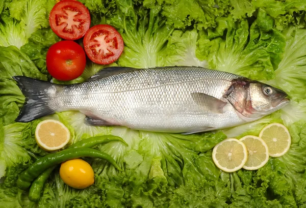 Gray mullet — Stock Photo, Image
