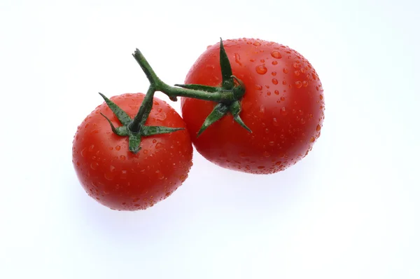 Tomateiro — Fotografia de Stock