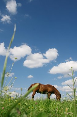 The horse which is grazed on a meadow clipart