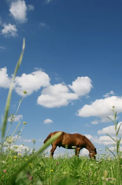 这匹马，在一片草地上放牧 — 图库照片
