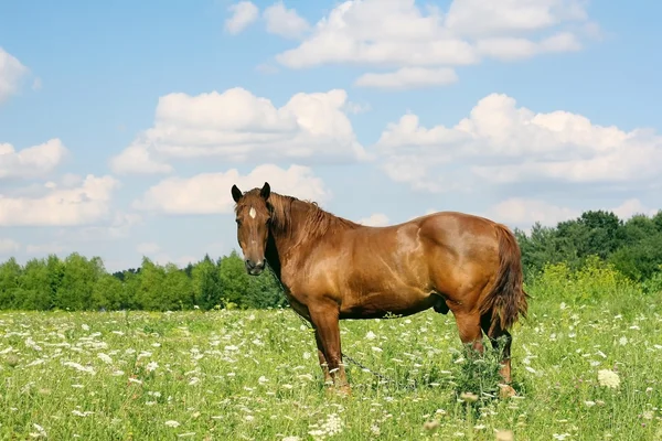 O cavalo que é raspado em um prado — Fotografia de Stock
