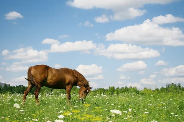 这匹马，在一片草地上放牧 — 图库照片