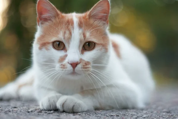 stock image Cat