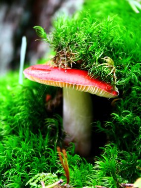 mantar russula sıradan.